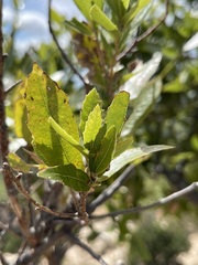 Quercus devia