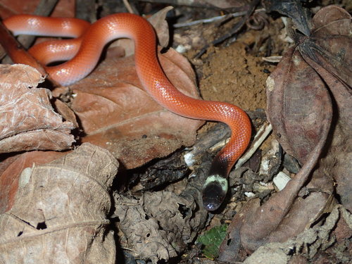 Photo of a Coal Snake (Pseudoboa neuwiedii)