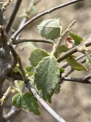 Bernardia lagunensis