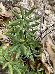 Pellaea ternifolia brandegeei