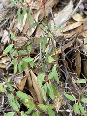 Galphimia angustifolia