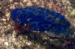 Eudistoma caeruleum