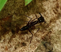 Odontomachus chelifer