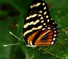 Eresia ithomioides alsina