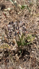 Pelargonium auritum auritum