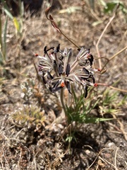 Pelargonium auritum auritum