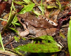 Leptodactylus poecilochilus