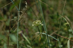 Allium flavescens