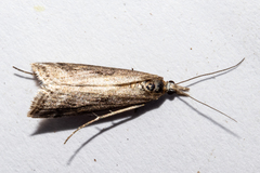 Eudonia chalara