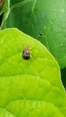 Gynandrobrotica