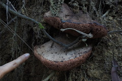 Anthracoporus cystidiatus