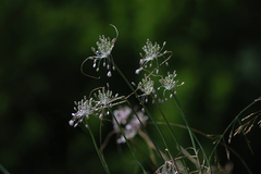 Allium podolicum