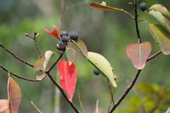 Triadica cochinchinensis