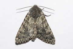 Ichneutica cana