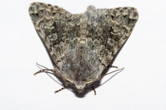 Ichneutica cana