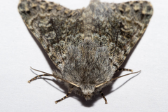 Ichneutica cana