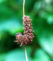 Moduza procris milonia