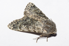 Ichneutica cana