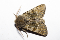 Ichneutica cana