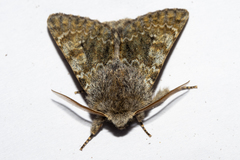 Ichneutica cana