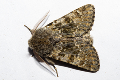 Ichneutica cana