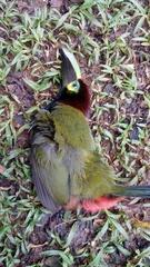 Selenidera spectabilis