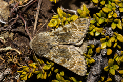 Ichneutica cana