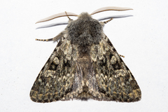 Ichneutica cana