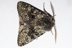 Ichneutica cana