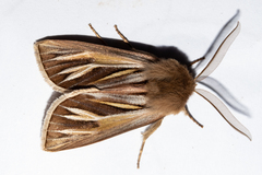 Ichneutica ceraunias