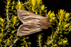 Ichneutica ceraunias
