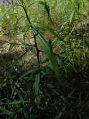 Myoporum bateae