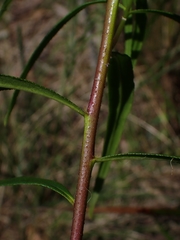 Myoporum bateae