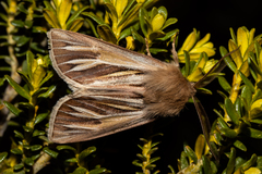 Ichneutica ceraunias