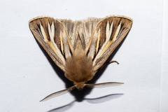Ichneutica ceraunias