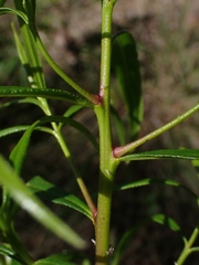 Myoporum bateae