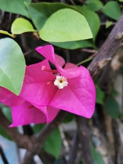 Bougainvillea spectabilis