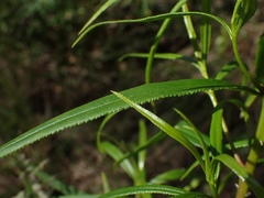 Myoporum bateae