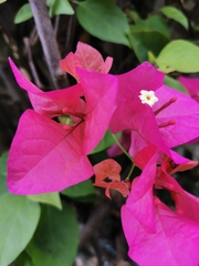 Bougainvillea spectabilis