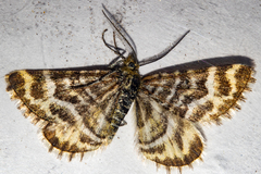 Notoreas paradelpha