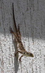 Acanthocercus minutus