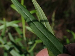 Myoporum bateae