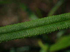 Myoporum bateae
