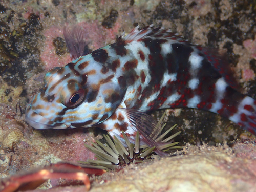 Stocky Hawkfish