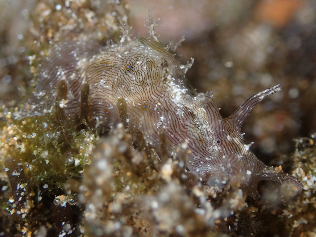 Spiky Sea Hare
