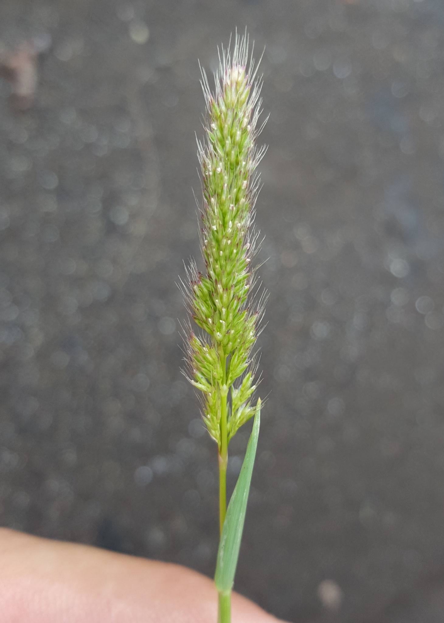 (c) François Rousseu, certains droits réservés (CC BY-NC) https://www.inaturalist.org/observations/102229862