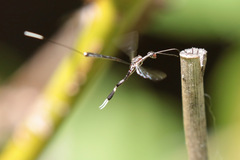 Gasteruption longicolle