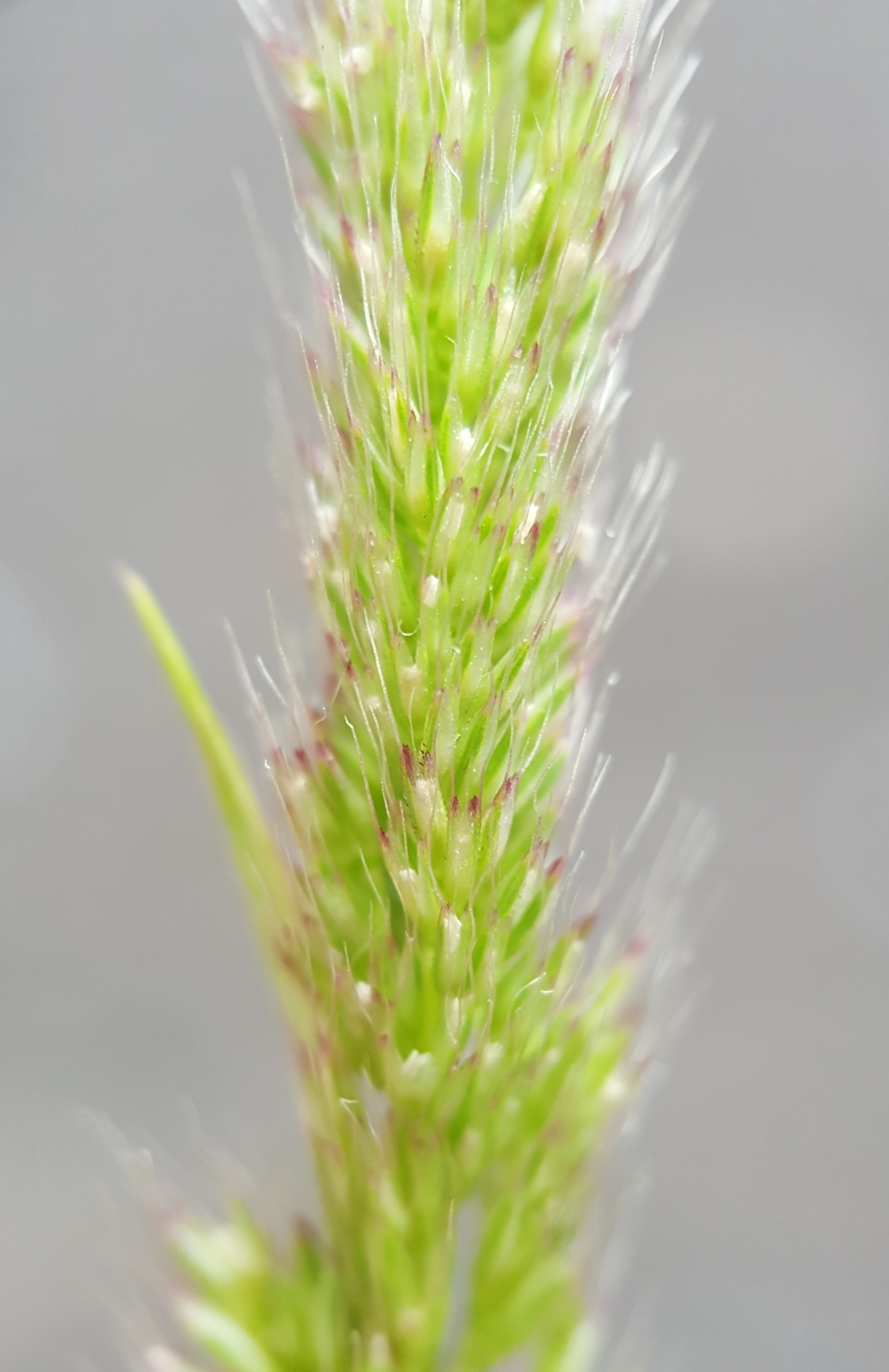(c) François Rousseu, certains droits réservés (CC BY-NC) https://www.inaturalist.org/observations/102229862