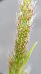 Polypogon fugax image