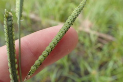Paspalum praecox